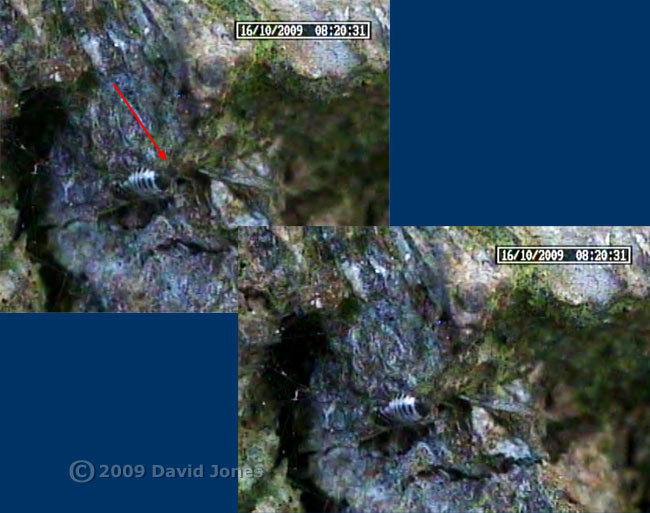 P. rostocki defecates and projects pellet, 16 October 2009