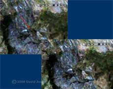 P. rostocki defecates and projects pellet, 16 October 2009