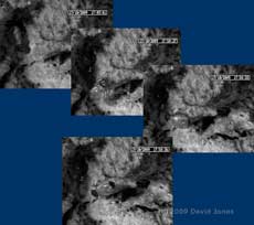 P. rostocki prepares to defecate, 17 October 2009