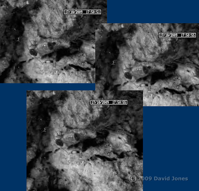 P. rostocki defecated - pellet is projected to the right, 17 October 2009