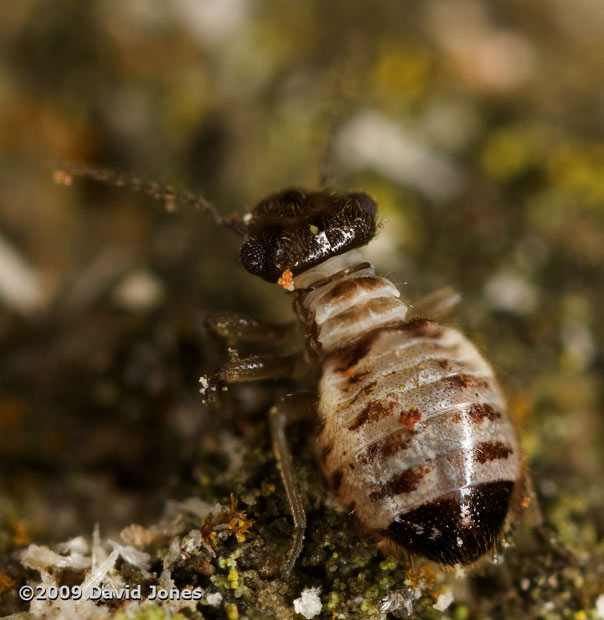 Pseudopsocus rostocki on oak, 18 September 2009 - 2