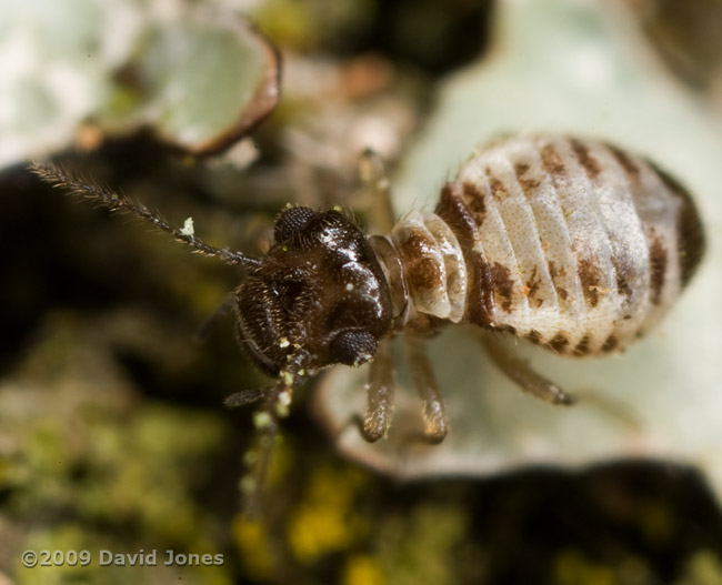Pseudopsocus rostocki on lichen, 18 September 2009 - 2