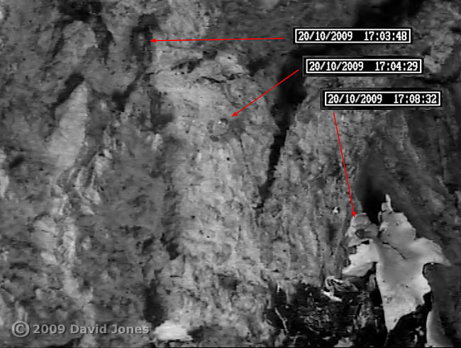 P. rostocki heads to lichen to feed, 20 October 2009