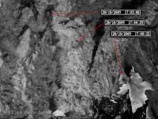 P. rostocki heads to lichen to feed, 20 October 2009