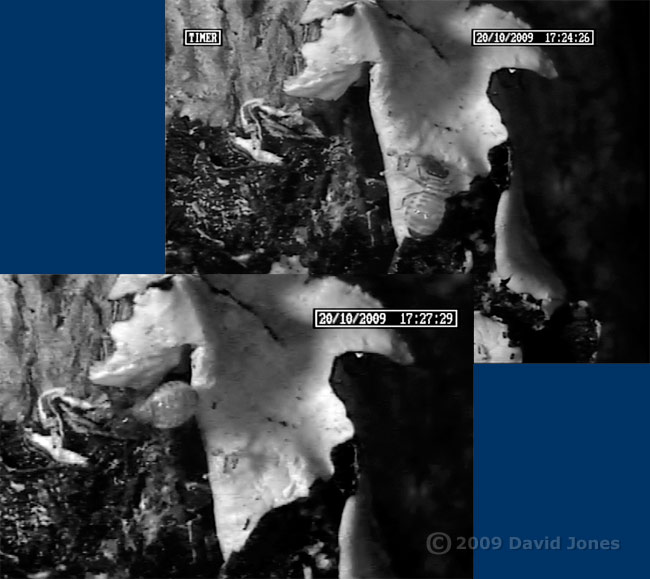 P. rostocki feeds on lichen, 20 October 2009