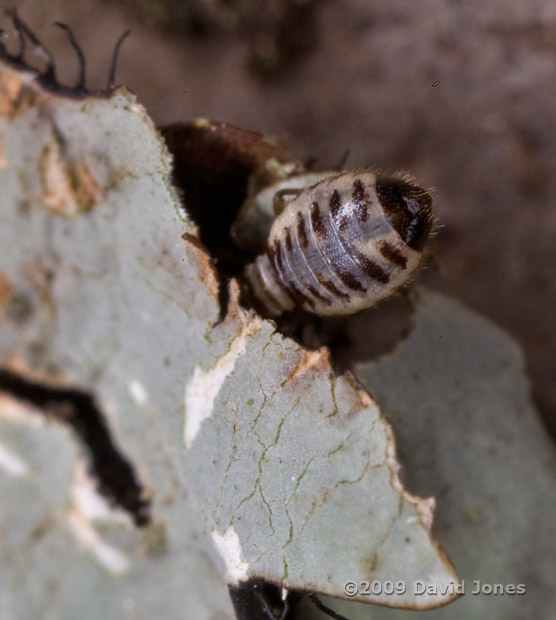 P. rostocki feeds on lichen, 21 October 2009 - 2