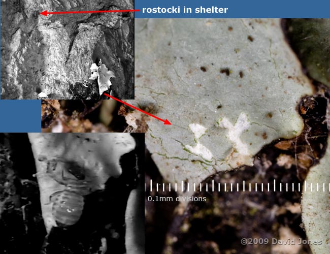 P. rostocki , showing area of lichen eaten, 21 October 2009