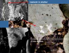 P. rostocki , showing area of lichen eaten, 21 October 2009