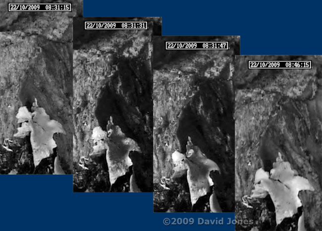 Lichen reacts to being sprayed with rainwater, 22 October 2009