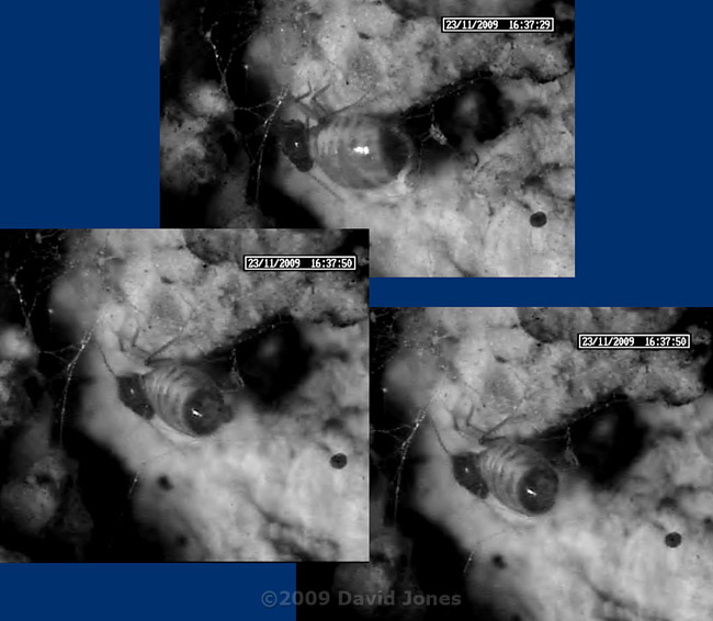 P. rostocki defecates - pellet projected to the right, 23 November 2009