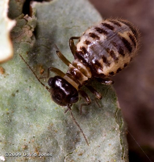 P. rostocki on lichen, 24 October 2009