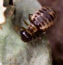 P. rostocki on lichen, 24 October 2009