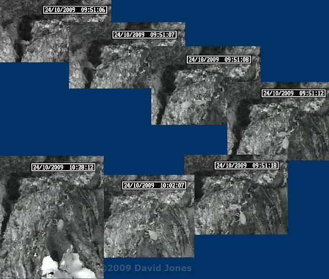 Barkfly nymph predated by mite, 24 October 2009