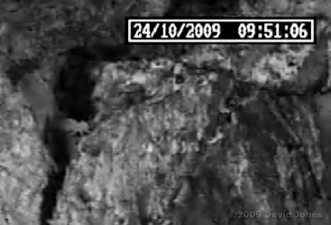 Barkfly nymph predated by mite - close-up 1