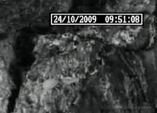 Barkfly nymph predated by mite - close-up 2