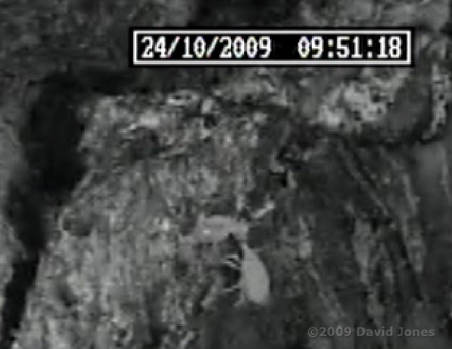 Barkfly nymph predated by mite - close-up - 3