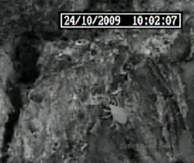 Barkfly nymph predated by mite - close-up - 4